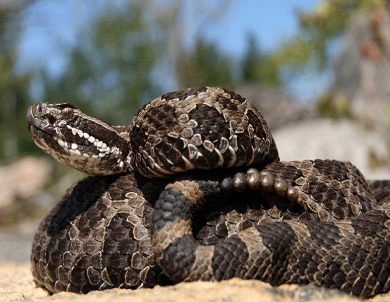 Massasauga Rattlesnake curled up on the sand